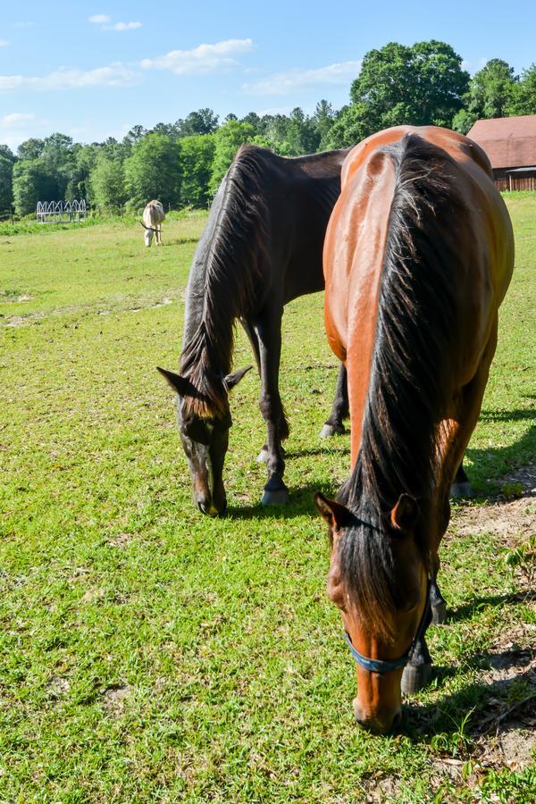 Bed and Breakfast Dublin Farm Екстер'єр фото